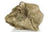 Fossil Brachiopod (Cyrtospirifer) Plate - Russia #322163-1